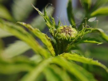 Close-up of caterpillar on plant