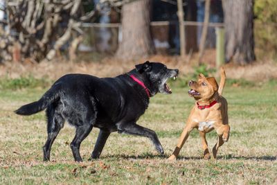 Two dogs playing on field