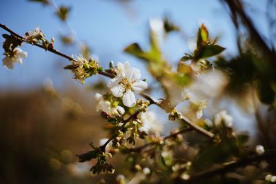 Close-up of cherry blossom on tree