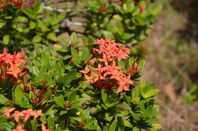 Close-up of red flowering plant