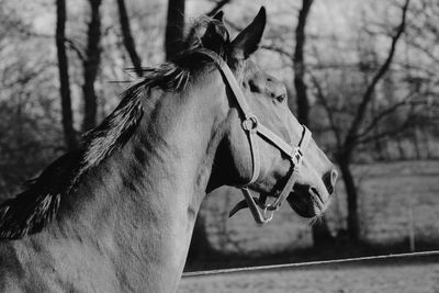 Close-up of a horse