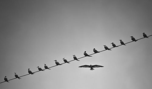 Low angle view of birds flying against clear sky