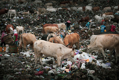 Cows living in landfills