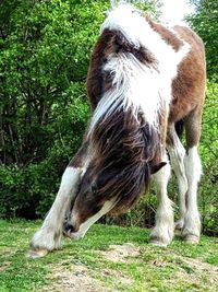 High angle view of horse on grassy field