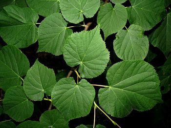 Close-up of leaves