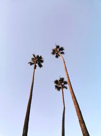 Low angle view of  palm tree against blue sky