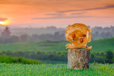 Close-up of pumpkin on field during sunset