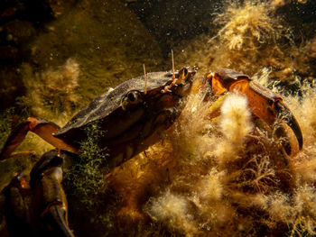 Close-up of fish swimming in sea