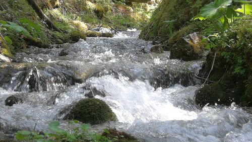 Scenic view of waterfall in forest