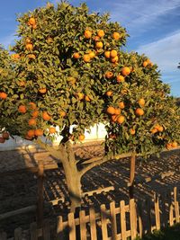 Low angle view of orange tree against sky