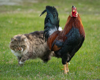 High angle view of two birds on field