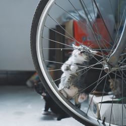 Close-up of cute kitten on bicycle tire