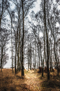 View of bare trees in forest