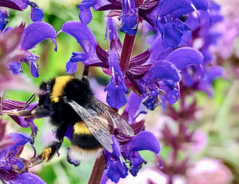 Close-up of bee on purple flowers