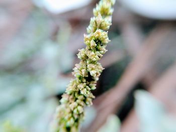 Close-up of flowering plant