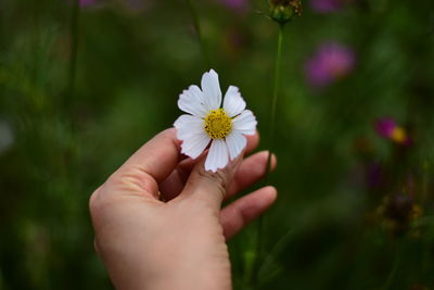 Close-up of hand holding purple flower