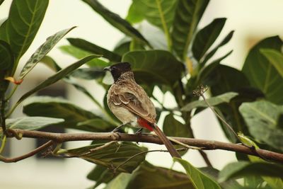 Close-up of bird perching on tree