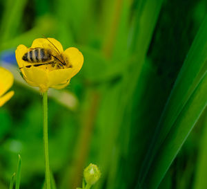 Close-up of yellow pollinating flower