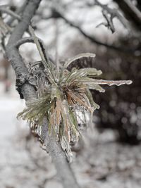 Close-up of frozen plant during winter