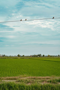 Green paddy field with birds resting on the electrical wire.