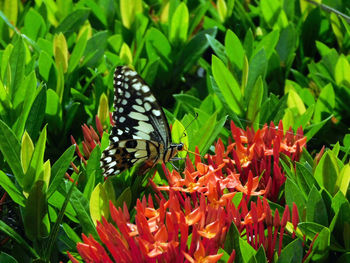 Close-up of butterfly on flowers