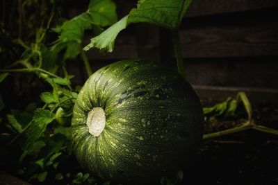 Close-up of pumpkin