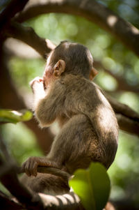 Close-up of monkey sitting on tree