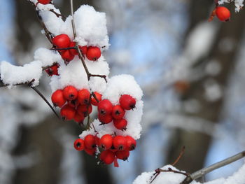 Close-up of frozen red berries on tree