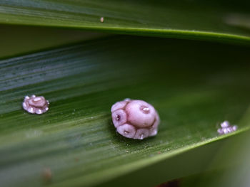 Close-up of water drops on leaf