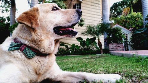 Close-up of dog
