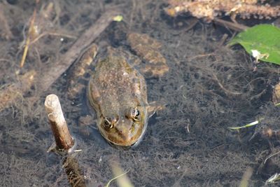 High angle view of frog on land