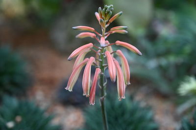 Close-up of flowering plant