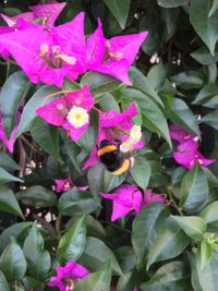 Close-up of bee on pink flowers