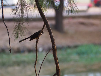 Close-up of bird perching on branch