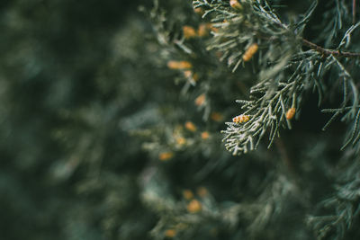 Green leaves close up of cupressus in nature with blur background