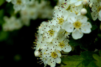 Close-up of white flowers