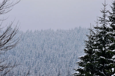 Bare trees against sky