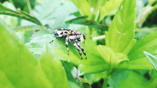 Close-up of insect on leaf