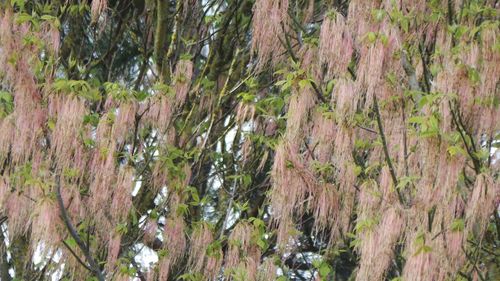 Panoramic shot of trees