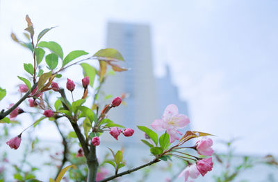 Low angle view of pink flowering tree