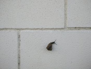 Close-up of insect on wall