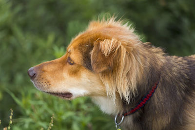 Close-up of dog looking away