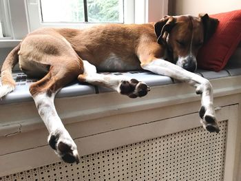 Dog relaxing at home