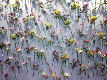 Close-up of flowers growing on tree