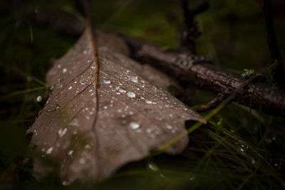 Close-up of wet plant leaves during rainy season