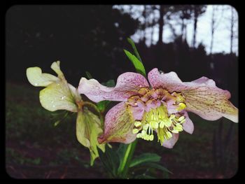 Close-up of pink flower blooming in garden