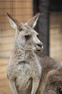 Portrait of kangaroo in zoo