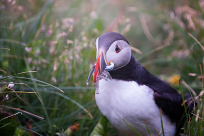 Puffin perching on field