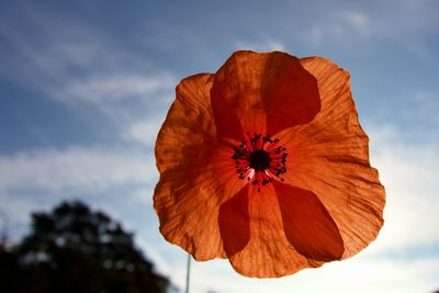 Close-up of yellow flower against sky