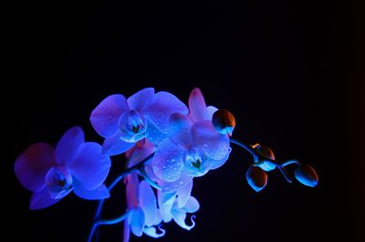 Close-up of blue flowers against black background